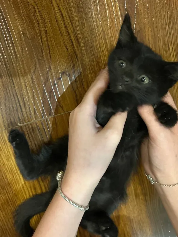 котёнок в добрые руки 4