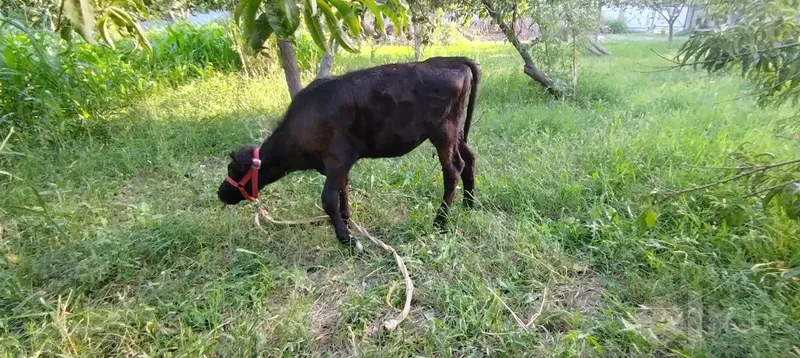 Ona bola sigir sotilasi 3 Ona bola sigir sotilasi 3