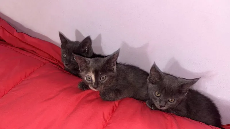 котята/Mushukchalar 4