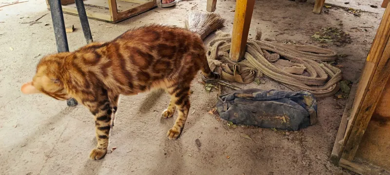 Бенгальские кот с 5 Бенгальские кот с 5