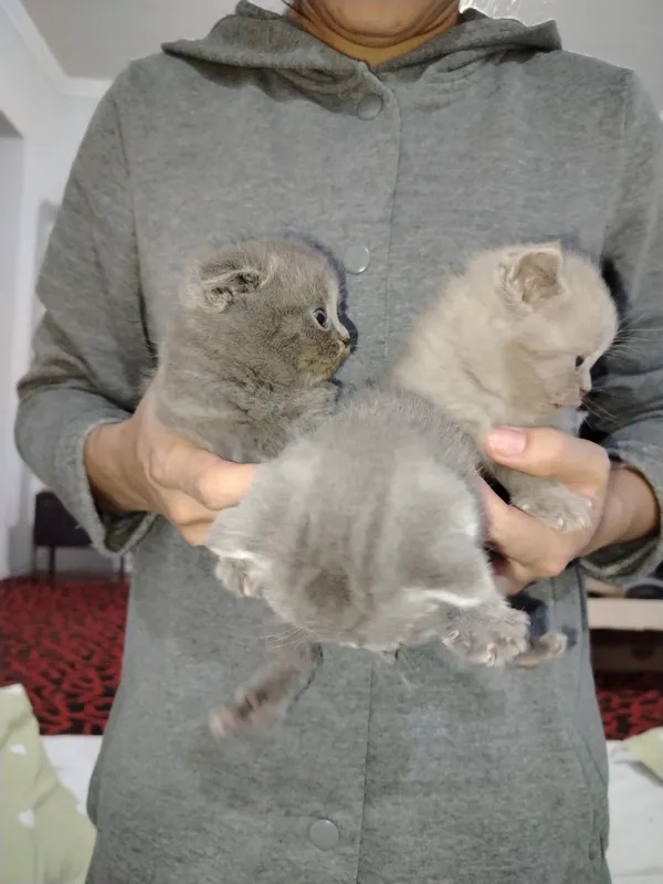 Продаются породистые британские котят