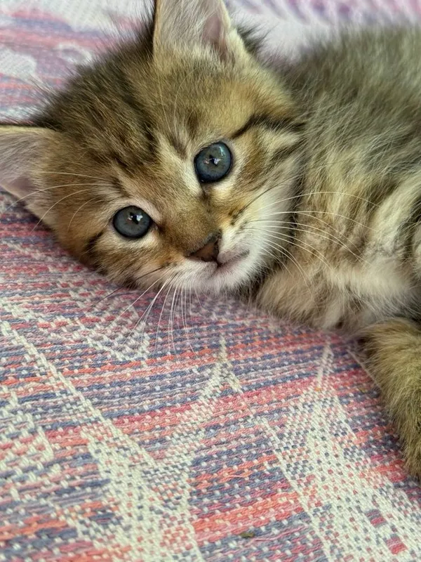 Продаются котята — фото 5