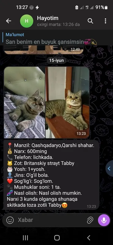 Britanskiy strayt toza zotli Tabby mushuk — фото 1