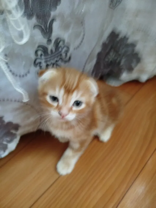 продаются котята — фото 2 продаются котята — фото 2