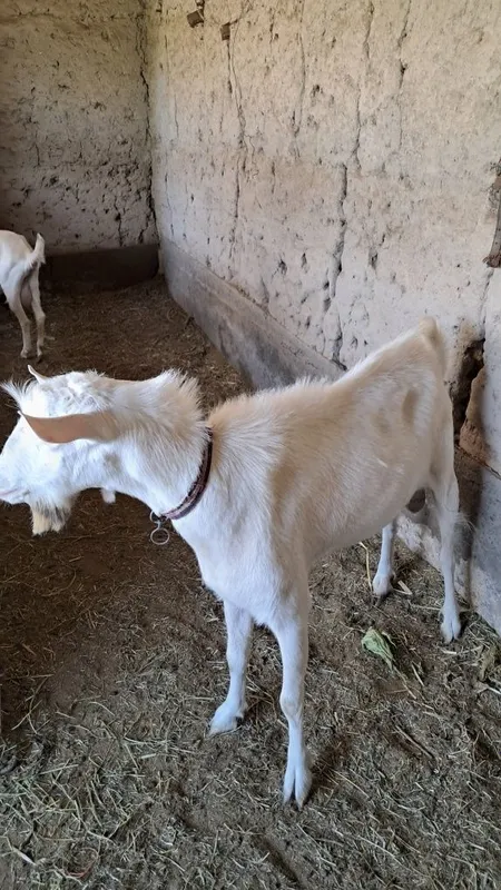 Zanen echki taka 3