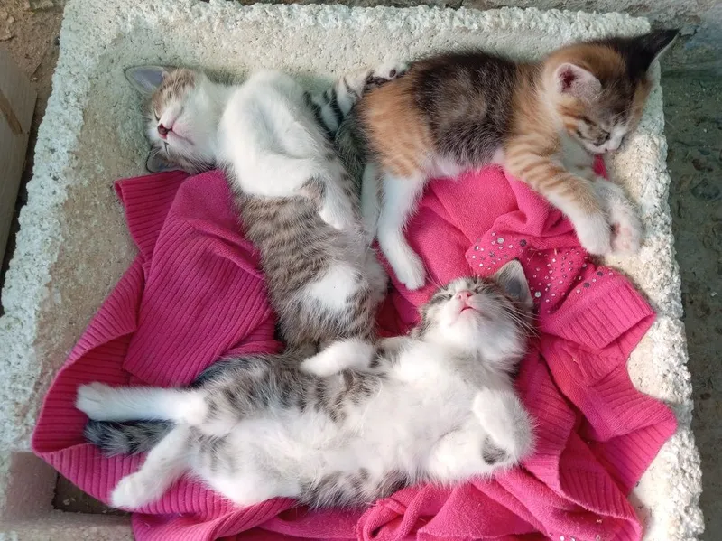 Домашние животные котята — фото 3