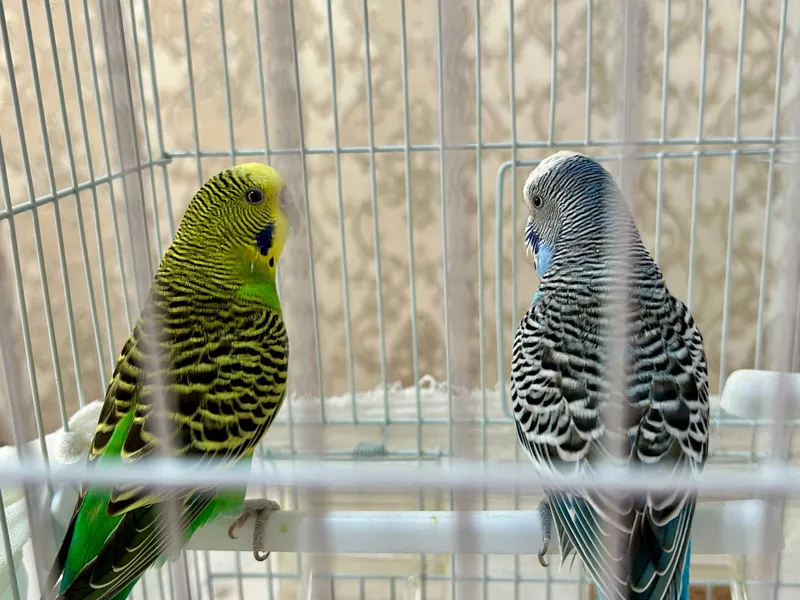 kanareyka sotiladi qafasi bilan 4 kanareyka sotiladi qafasi bilan 4