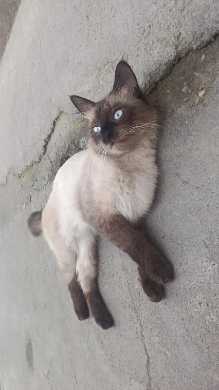 Котята сиамской породы (1 месяц) 8 Котята сиамской породы (1 месяц) 8