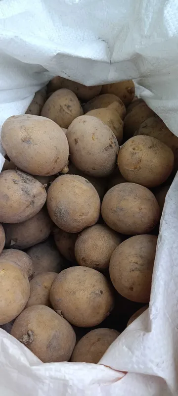 Kartoshka Картошка Kartoshka Картошка