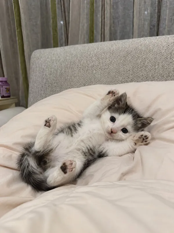 Отдаю котят в добрые руки 5 Отдаю котят в добрые руки 5