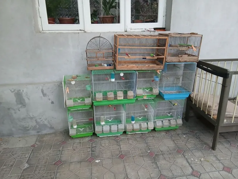Qushlar uchun qafas Qushlar uchun qafas