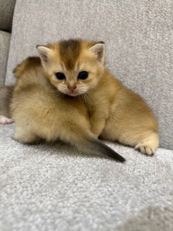 Шотландские котята