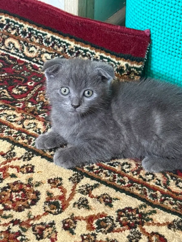 3ta mushuk hadiyaga 2ta qora 1ta Siri yaxsh oylaga
