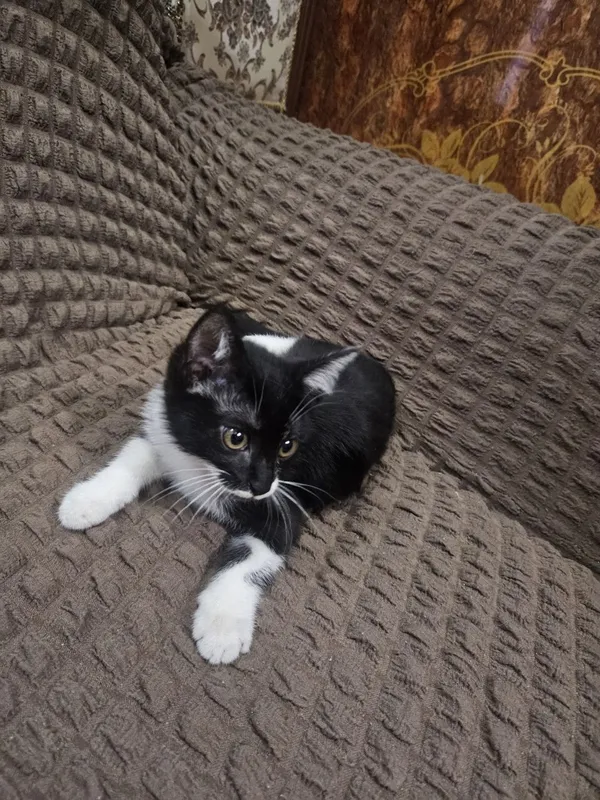 Отдам в хорошие руки котёнка, прирученный к лотку. — фото 3