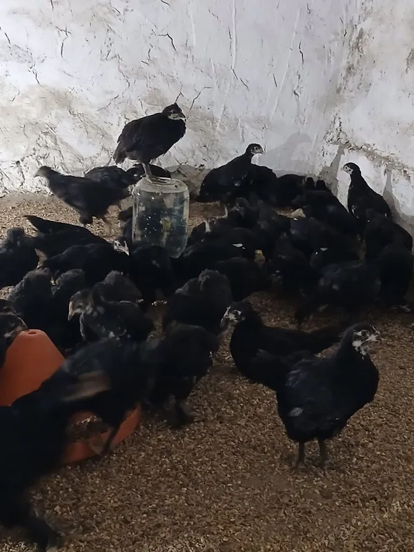 45 kunlik andijon qora jo‘jalari 2 45 kunlik andijon qora jo‘jalari 2