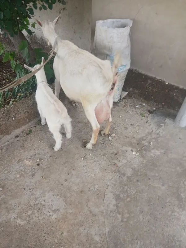Ona bola zanin zotli echki sotiladi bolasi urgʻochi suti 2litr — фото 4