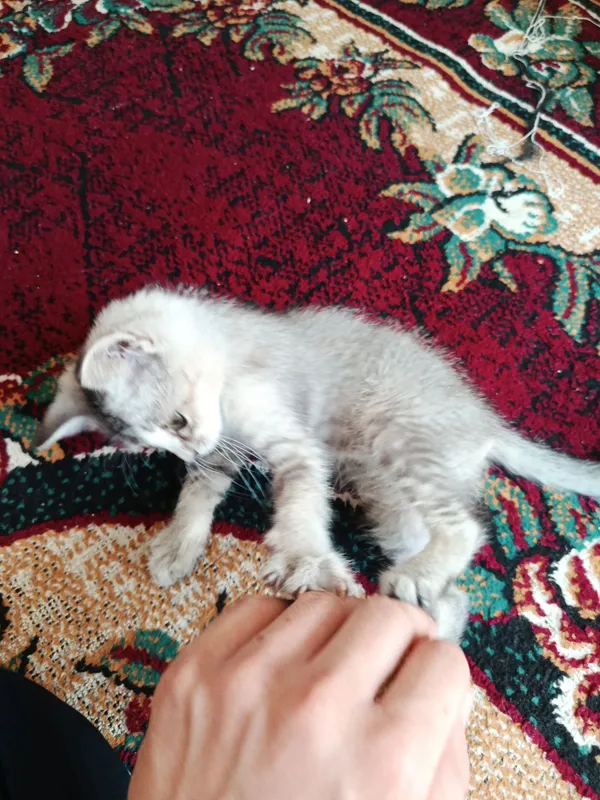 Metis mushuk bolasi 2 Metis mushuk bolasi 2