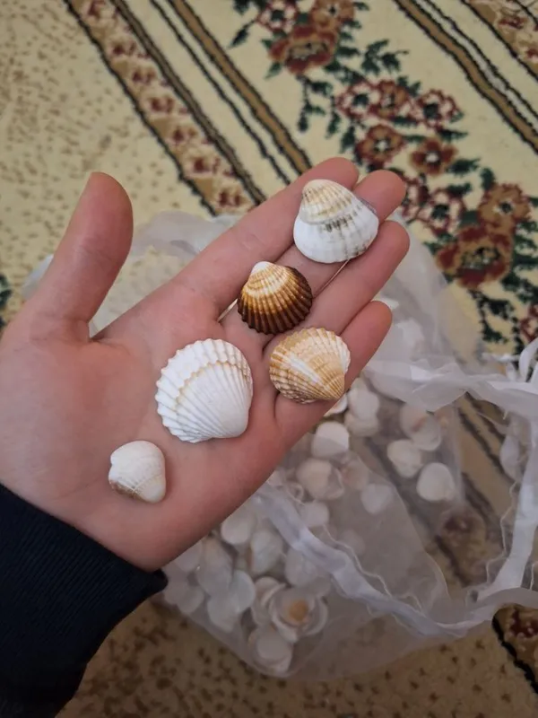 Настоящие Ракушки Настоящие Ракушки