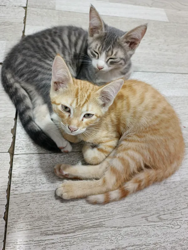 Домашние котята
