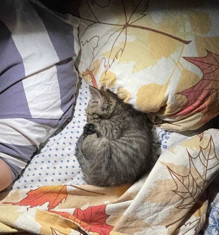 Котенок, 2-3месяца 3 Котенок, 2-3месяца 3