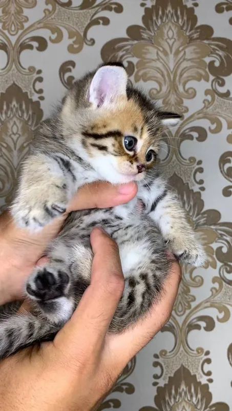 Катята ташкент , — фото 4