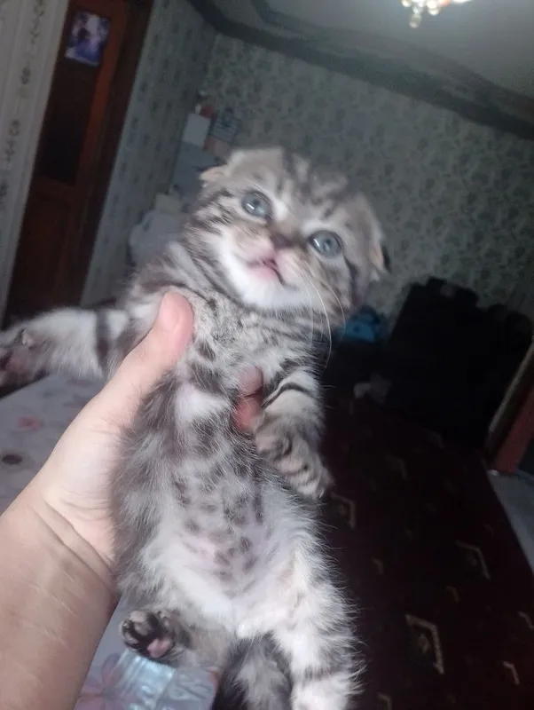 Шотландское вислоуха — фото 5