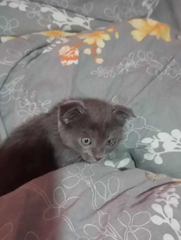 Скотиш фолд приучен к горшку на 5 + кушает всё .очень игривый ,мальчик — фото 1