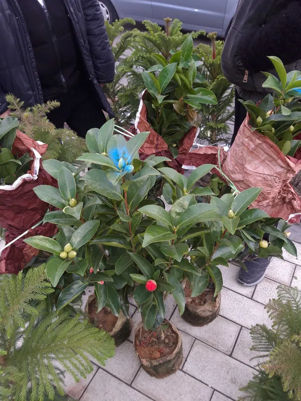 Арча гул Камелия