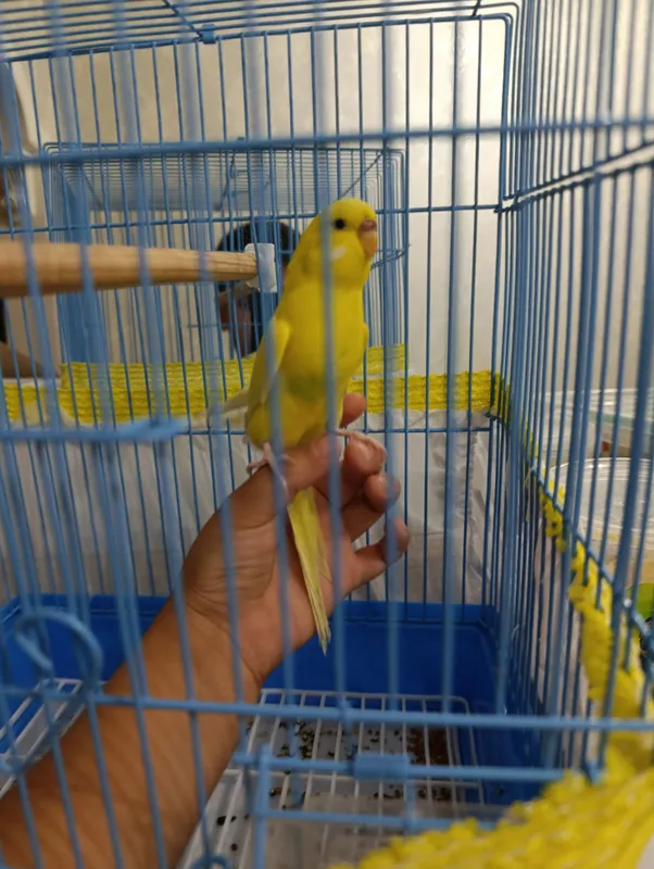 amadinka papugay — фото 1