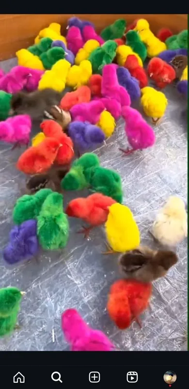светная цыплят