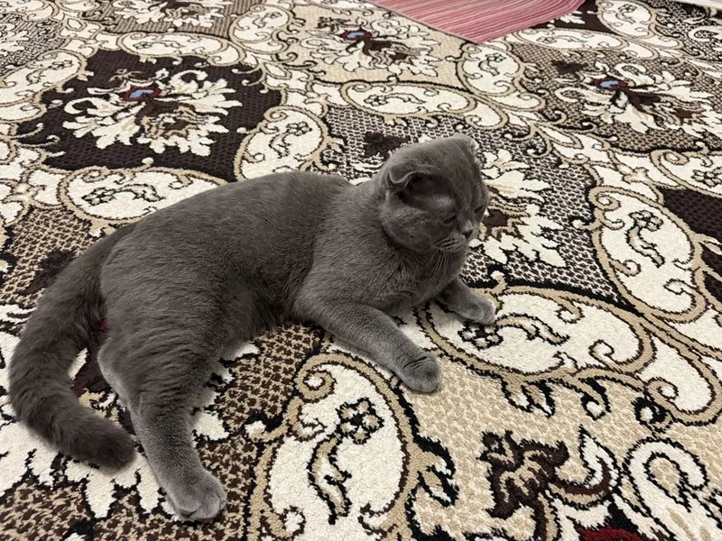 Scottish fold mushuk 2 Scottish fold mushuk 2