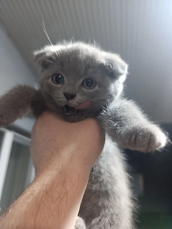 Скоттиш Фолд ва Скоттиш Страйт 3та у́гил Кошки Котята Мушук — фото 5