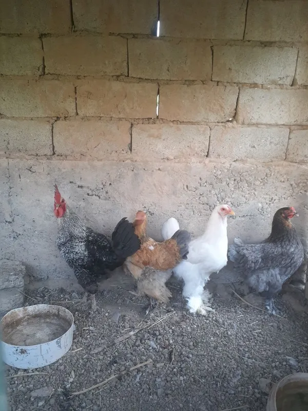 Xonaki tovuqlar sotiladigan donasi 120 mingdan. 7 dona bor 6 tovuq 1 x 1
