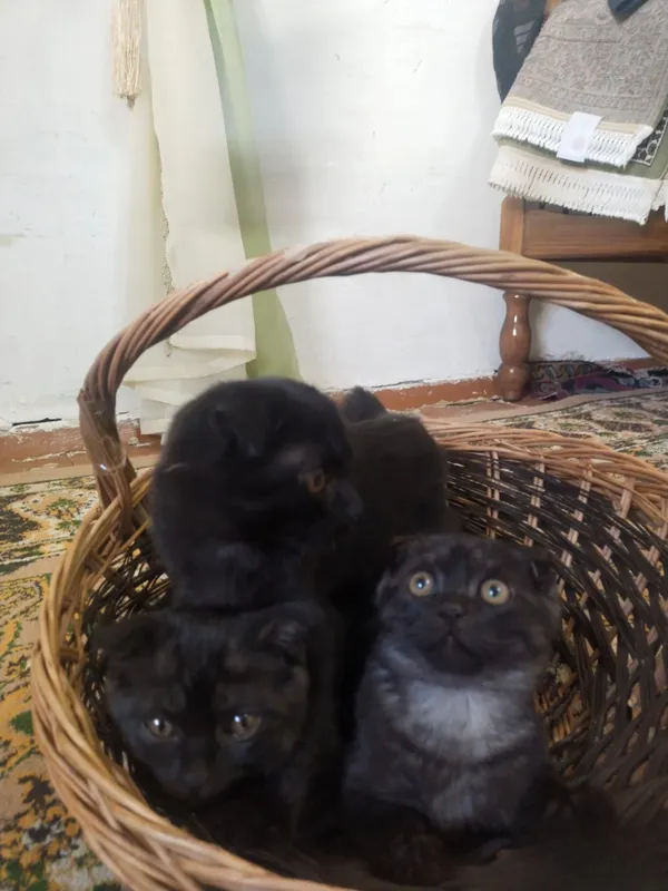 Британский скотиш фолд 1 Британский скотиш фолд 1