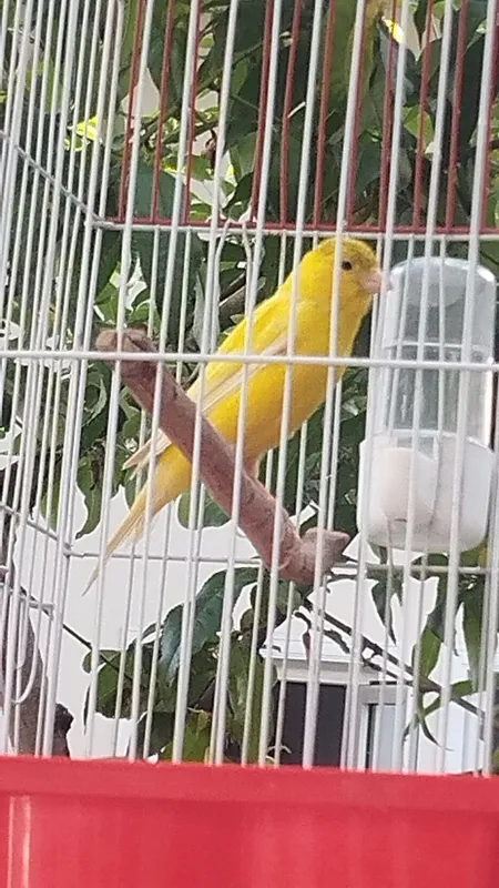 Nar kanareka sotiladi