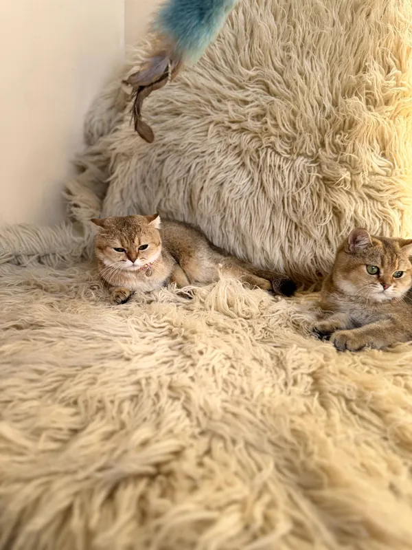 Шотландская вислоухая кошка 5 Шотландская вислоухая кошка 5