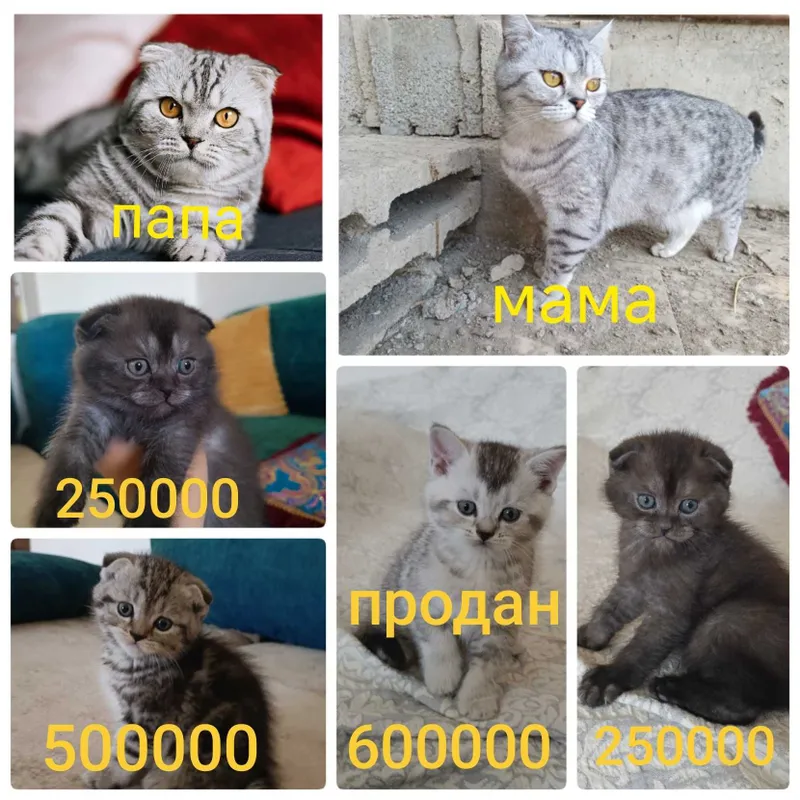 котята чистокровные шотландцы