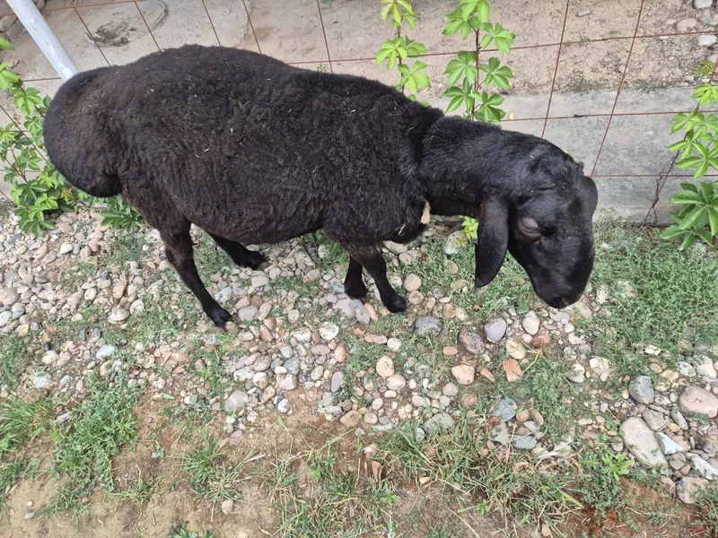 Qurbonlik uchun qoʻchqorlar bor — фото 3