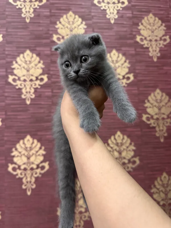 Фолд Фолд