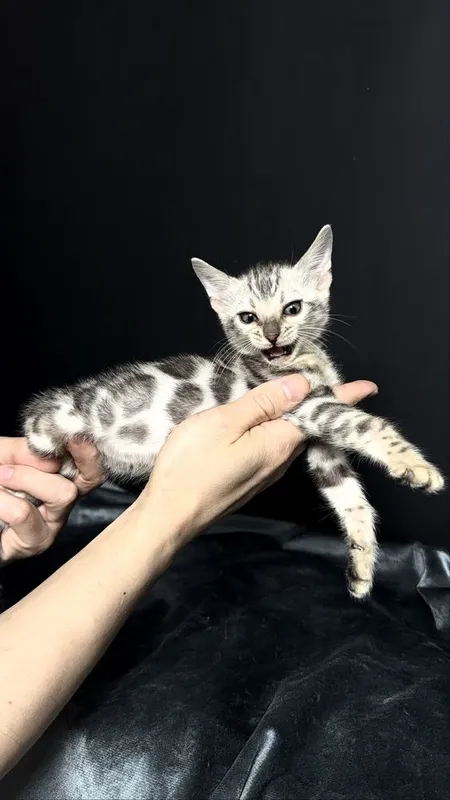 Клубные бенгалы серебро 1 Клубные бенгалы серебро 1