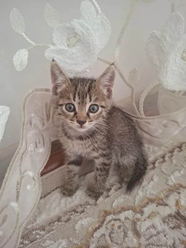 Котенок 1 месяц отдам даром 1