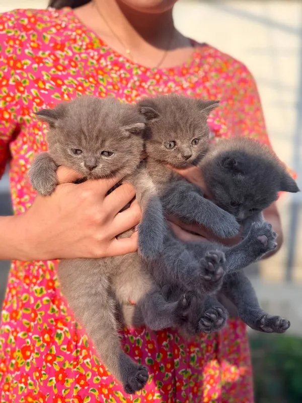 mushuk:brittish shorthair 2 oyli