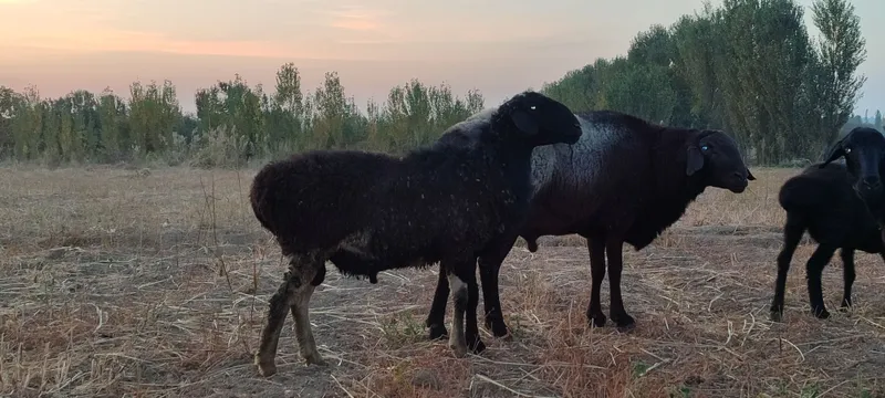 Kotta va qozi Qochqorla sotamiz — фото 5