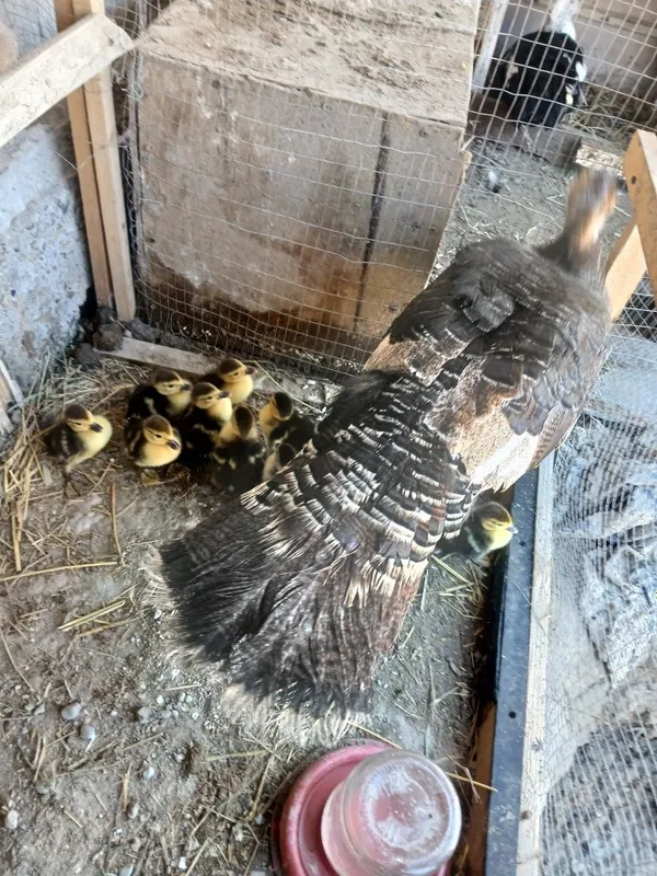 Indautka jo'jalari sotiladi narxi 35 ming kurka ochib chiqqan — фото 4