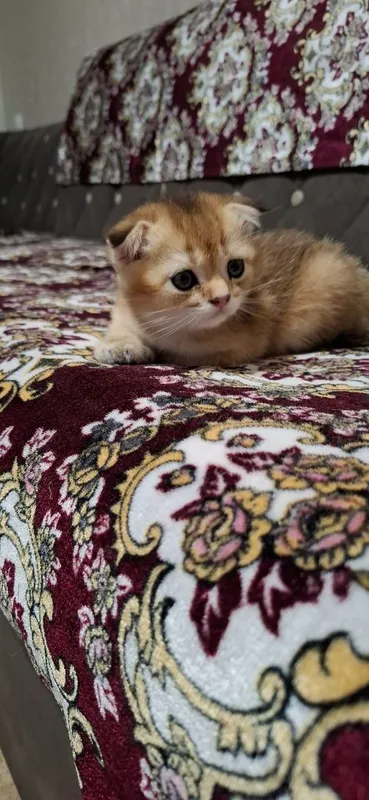 Котята Порода: Скоттиш Фолд — фото 3