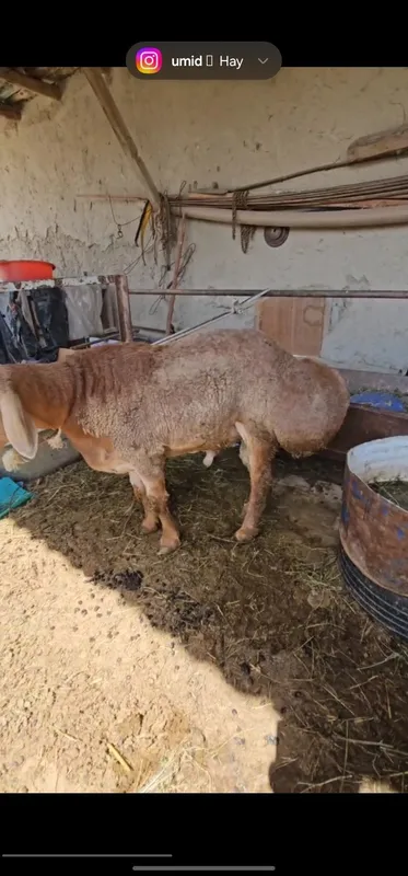 Qoʻchqor sotiladi — фото 3