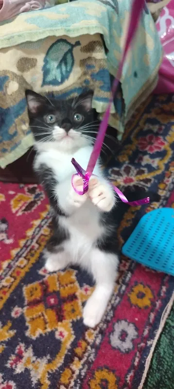 Продаётся котёнок девочка 1