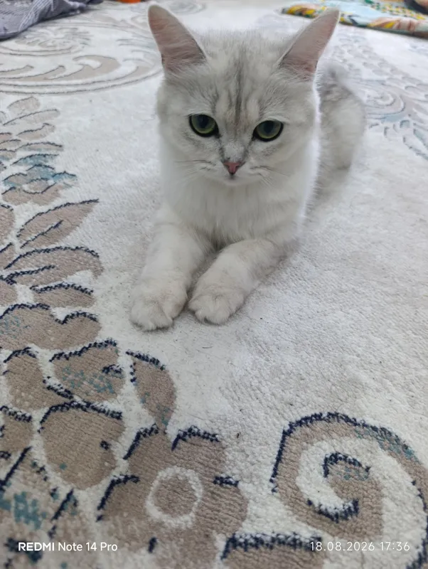 Mushuk British Shorthair zotdor 3 Mushuk British Shorthair zotdor 3