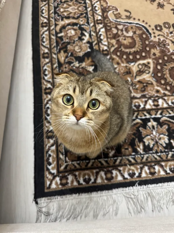 Britan chinchilla zotli mushuk sotiladi 3 Britan chinchilla zotli mushuk sotiladi 3
