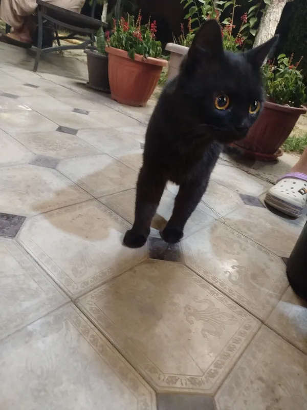 Котик ищет дом!! 3 Котик ищет дом!! 3